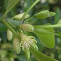 Bruguiera cylindrica (L.) Blume